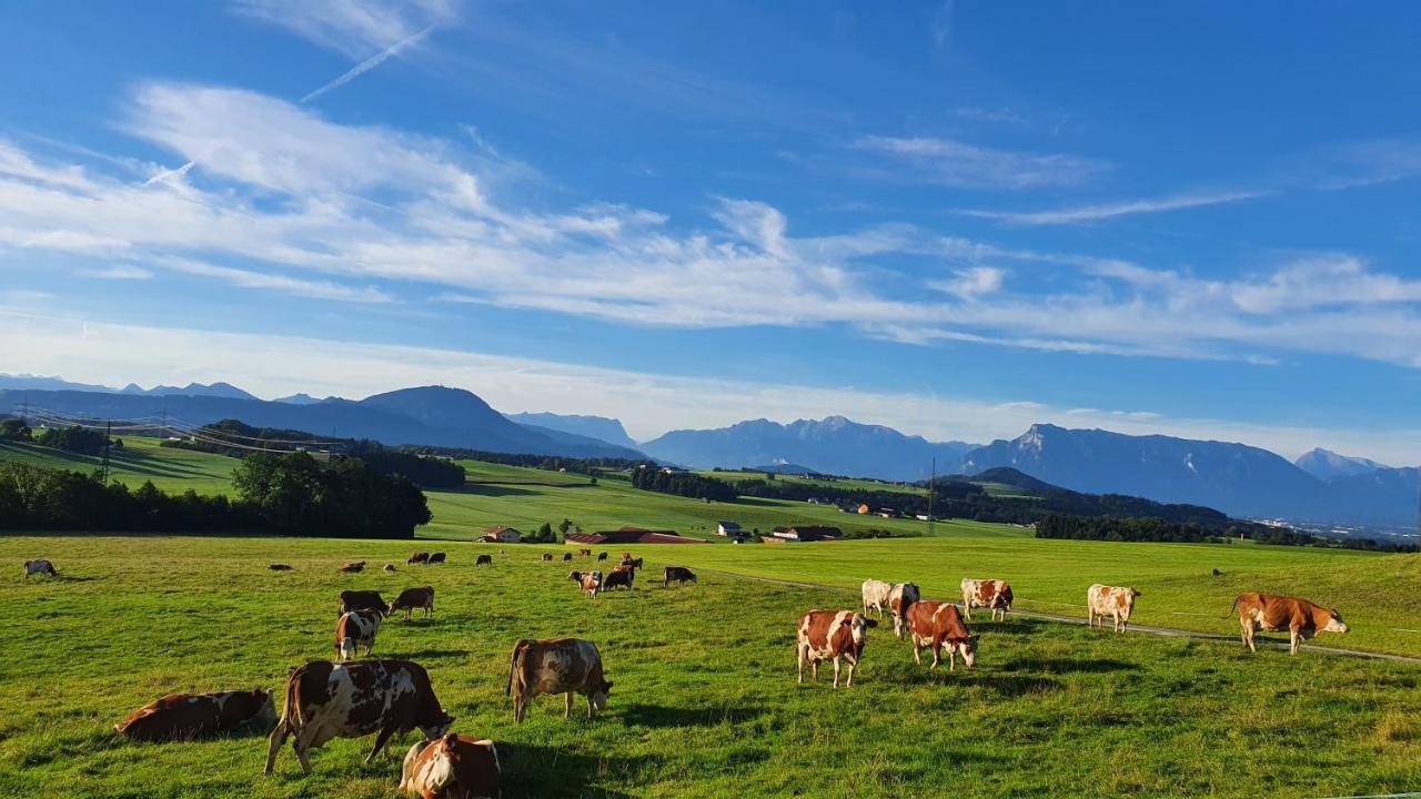 Idyllische Designer-Apartments Am Bio-Bauernhof In Salzburgerseenland Schmiding 10 Seekirchen am Wallersee Buitenkant foto